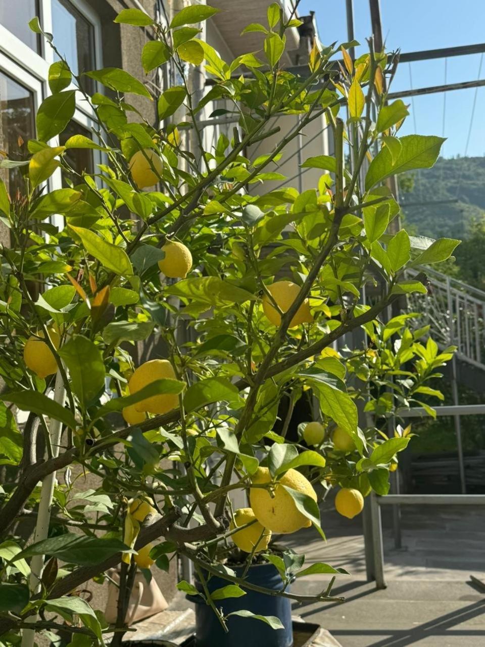 Center Ξενοδοχείο Goris Εξωτερικό φωτογραφία